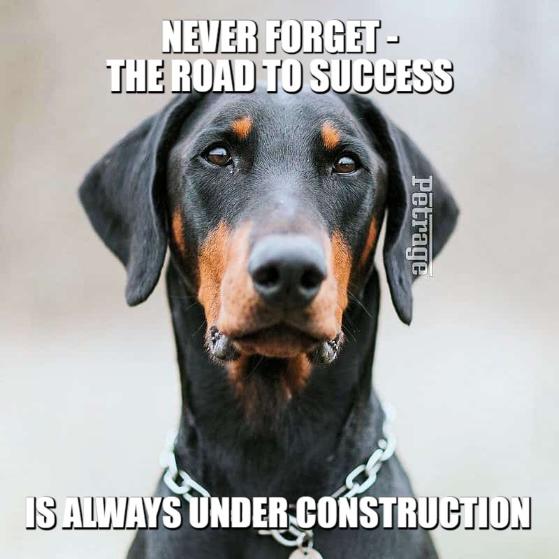 doberman pinscher success meme